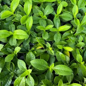 Phlox Sweet Summer Festival Compact Rose Dark Live Plant – 3-6 Inch Tall Plug – Pink Summer Flowering Garden Perennial - Image 7