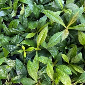 Phlox Sweet Summer Festival Compact Rose Dark Live Plant – 3-6 Inch Tall Plug – Pink Summer Flowering Garden Perennial - Image 8