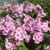 Phlox Sweet Summer Festival Compact Rose Dark Live Plant – 3-6 Inch Tall Plug – Pink Summer Flowering Garden Perennial - Image 1