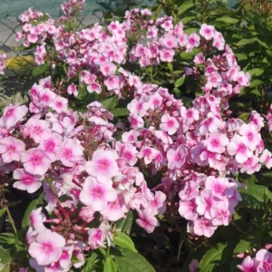 Phlox Sweet Summer Festival Compact Rose Dark Live Plant – 3-6 Inch Tall Plug – Pink Summer Flowering Garden Perennial - Image 1