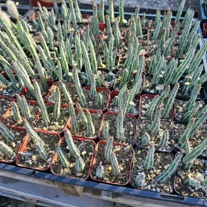 Pickle Plant Live Succulent – Delosperma echinatum – 2in & 4in Pots – Indoor/Outdoor - Image 2