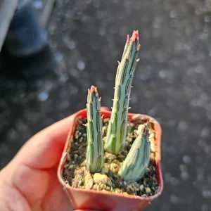 Pickle Plant Live Succulent – Delosperma echinatum – 2in & 4in Pots – Indoor/Outdoor - Image 3