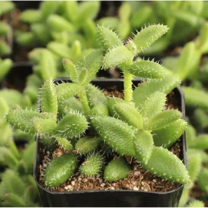 Pickle Plant Variegata Succulent Live Plant 2 Inch - Delosperma Echinatum Indoor/Outdoor - Image 1