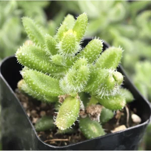 Pickle Plant Variegata Succulent Live Plant 2 Inch - Delosperma Echinatum Indoor/Outdoor - Image 2
