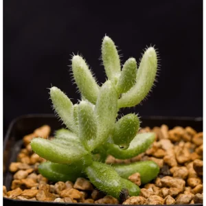 Pickle Plant Variegata Succulent Live Plant 2 Inch - Delosperma Echinatum Indoor/Outdoor - Image 3