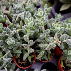 Pickle Plant Variegata Succulent Live Plant 2 Inch - Delosperma Echinatum Indoor/Outdoor - Image 4