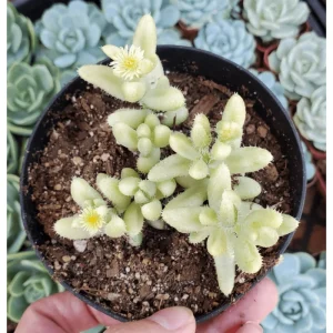 Pickle Plant Variegata Succulent Live Plant 2 Inch - Delosperma Echinatum Indoor/Outdoor - Image 5