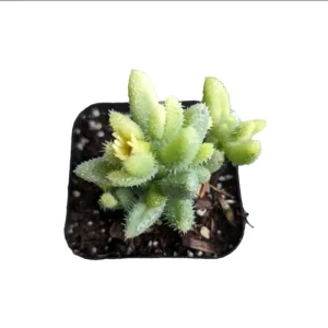 Pickle Plant Variegata Succulent Live Plant 2 Inch - Delosperma Echinatum Indoor/Outdoor - Image 6