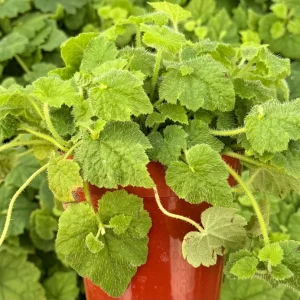 Piggyback Live Plant – Tolmiea Menziesii – 4 Inch Pot – Indoor Houseplant - Image 2