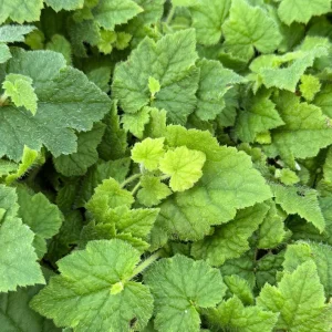 Piggyback Live Plant – Tolmiea Menziesii – 4 Inch Pot – Indoor Houseplant - Image 3