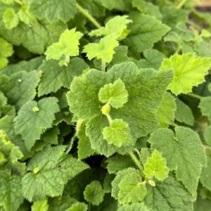 Piggyback Live Plant – Tolmiea Menziesii – 4 Inch Pot – Indoor Houseplant - Image 4