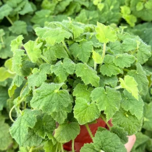 Piggyback Live Plant – Tolmiea Menziesii – 4 Inch Pot – Indoor Houseplant - Image 1