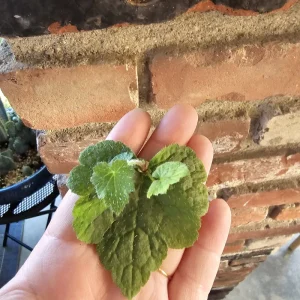 Piggyback Plant Cuttings - Unrooted Live Plant for Indoor Propagation - Image 2