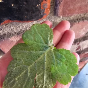 Piggyback Plant Cuttings - Unrooted Live Plant for Indoor Propagation - Image 3