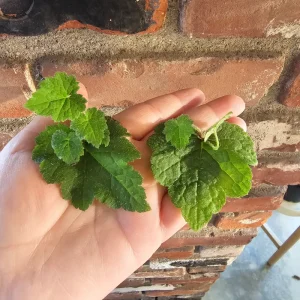 Piggyback Plant Cuttings - Unrooted Live Plant for Indoor Propagation - Image 5