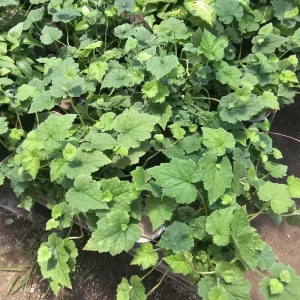 Piggyback Plant Live Plant – 4in Potted Houseplant – Indoor - Image 3