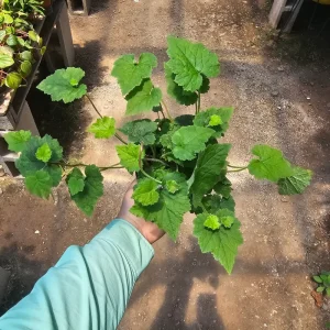 Piggyback Plant Live Plant – 4in Potted Houseplant – Indoor - Image 5