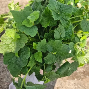 Piggyback Plant Live Plant – 6in Potted – Indoor Houseplant - Image 2