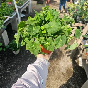 Piggyback Plant Live Plant – 6in Potted – Indoor Houseplant - Image 3