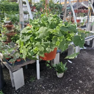 Piggyback Plant Live Plant – 6in Potted – Indoor Houseplant - Image 4