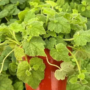 Piggyback Plant Live - Tolmiea Menziesii, 4 Inch Pot, Indoor/Outdoor - Image 2