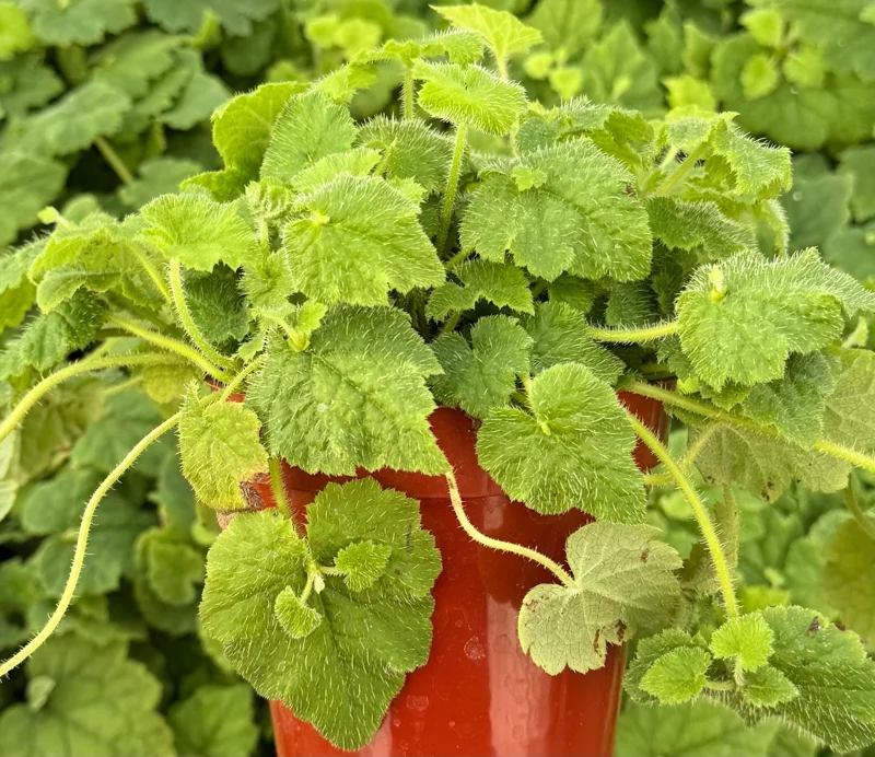 Piggyback Plant Live - Tolmiea Menziesii, 4 Inch Pot, Indoor/Outdoor - Image 2