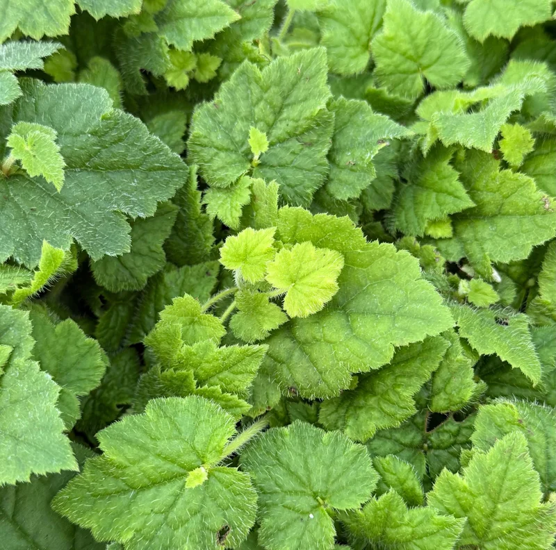 Piggyback Plant Live - Tolmiea Menziesii, 4 Inch Pot, Indoor/Outdoor - Image 3