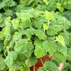 Piggyback Plant Live - Tolmiea Menziesii, 4 Inch Pot, Indoor/Outdoor - Image 1