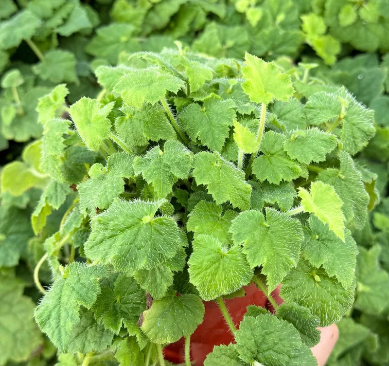 Piggyback Plant Live - Tolmiea Menziesii, 4 Inch Pot, Indoor/Outdoor - Image 1