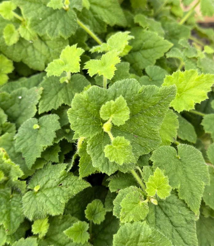 Piggyback Plant Live - Tolmiea Menziesii, 4 Inch Pot, Indoor/Outdoor - Image 4