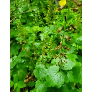 Piggyback Plant Tolmiea Menziesii Live Plant – 4 Inch Pot – Indoor/Outdoor Ground Cover - Image 2