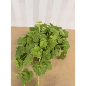 Piggyback Plant Tolmiea Menziesii Live Plant – 4 Inch Pot – Indoor/Outdoor Ground Cover - Image 3