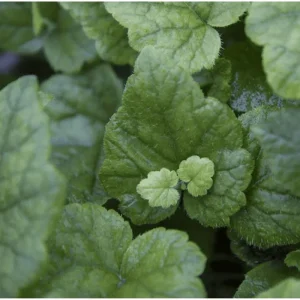 Piggyback Plant Tolmiea Menziesii Live Plant – 4 Inch Pot – Indoor/Outdoor Ground Cover - Image 5