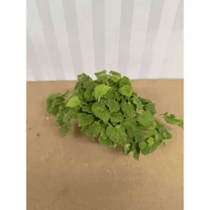 Piggyback Plant Tolmiea Menziesii Live Plant – 4 Inch Pot – Indoor/Outdoor Ground Cover - Image 6