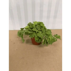 Piggyback Plant Tolmiea Menziesii Live Plant – 4 Inch Pot – Indoor/Outdoor Ground Cover - Image 1