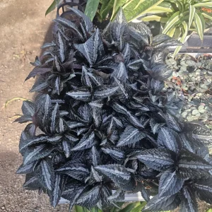 Pilea Bronze Aluminum Live Plant – Pilea Cadierei – 2 Inch Pot – Indoor Houseplant - Image 2