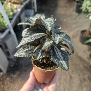 Pilea Bronze Aluminum Live Plant – Pilea Cadierei – 2 Inch Pot – Indoor Houseplant - Image 3