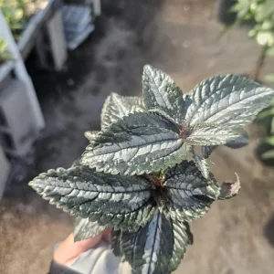 Pilea Bronze Aluminum Live Plant – Pilea Cadierei – 2 Inch Pot – Indoor Houseplant - Image 4