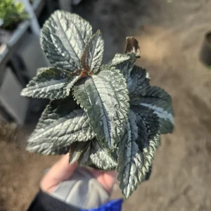 Pilea Bronze Aluminum Live Plant – Pilea Cadierei – 2 Inch Pot – Indoor Houseplant - Image 1