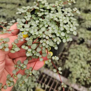 Pilea Depressa Glauca Live Plant – Silver Tiny Baby Tears, Trailing Houseplant, 4 inch Pot - Image 1