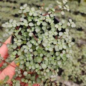 Pilea Depressa Glauca Live Plant – Silver Tiny Baby Tears, Trailing Houseplant, 4 inch Pot - Image 2
