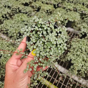 Pilea Depressa Glauca Live Plant – Silver Tiny Baby Tears, Trailing Houseplant, 4 inch Pot - Image 3