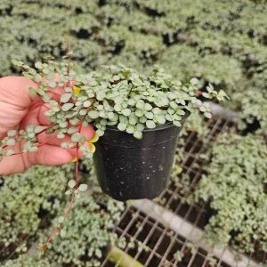 Pilea Depressa Glauca Live Plant – Silver Tiny Baby Tears, Trailing Houseplant, 4 inch Pot - Image 4
