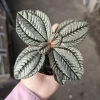 Pilea involucrata Moon Valley Live Plant – Friendship Plant – 2in pot – Indoor Houseplant - Image 1