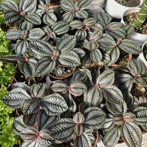 Pilea involucrata Moon Valley Live Plant – Friendship Plant – 2in pot – Indoor Houseplant - Image 2