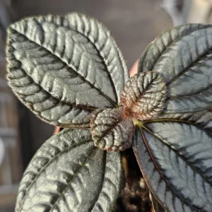 Pilea involucrata Moon Valley Live Plant – Friendship Plant – 2in pot – Indoor Houseplant - Image 3