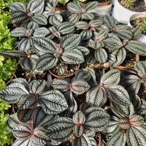 Pilea involucrata Moon Valley Live Plant – Friendship Plant – 2in pot – Indoor Houseplant - Image 4