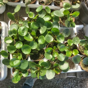 Pilea Peperomioides Live Plant – Chinese Money Plant – 2in or 4in Pot – Indoor Houseplant - Image 2