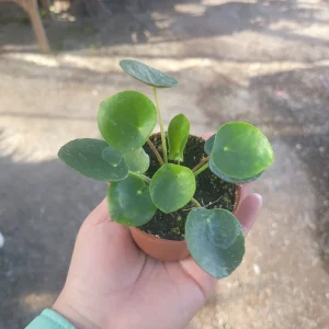 Pilea Peperomioides Live Plant – Chinese Money Plant – 2in or 4in Pot – Indoor Houseplant - Image 1
