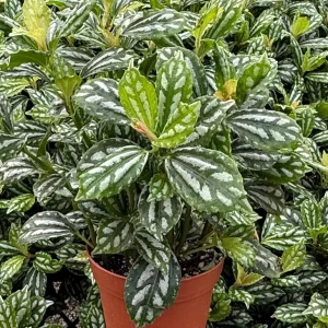 Pilea Watermelon Live Plant - 4 Inch Pot, Pilea Cadierei Houseplant - Image 1